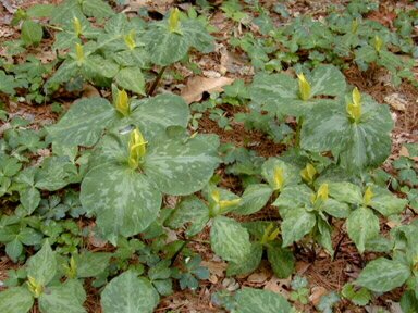 Yellow trillium