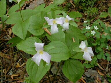 Large-flowered trillium