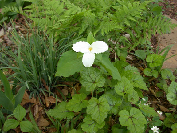 trillium grandiflorum