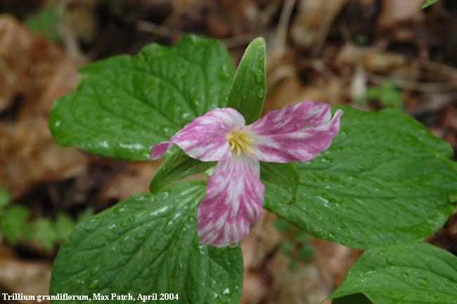 variegated trillium