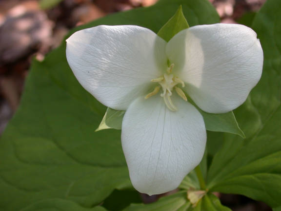 Trillium grandiflorum