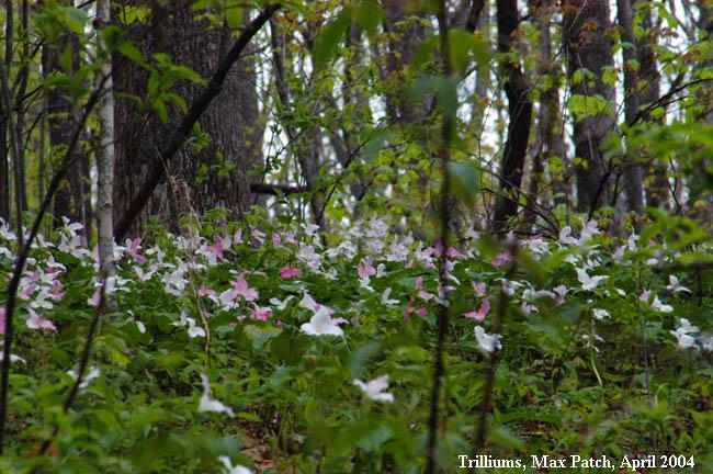 trilliums