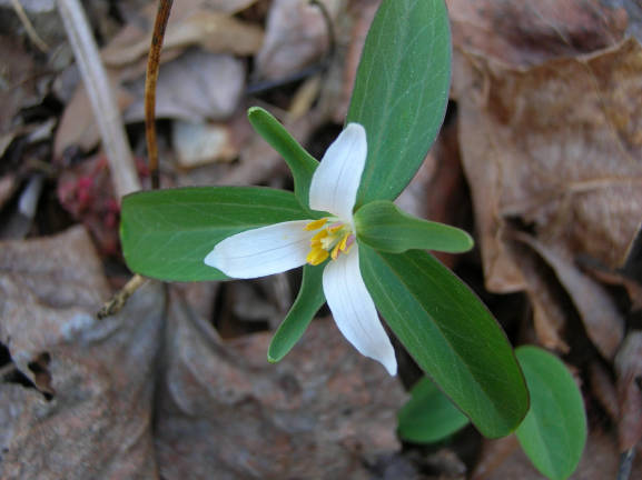 Trillium pusillum