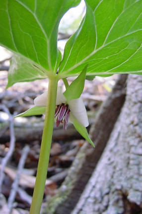 Trillium rugelii