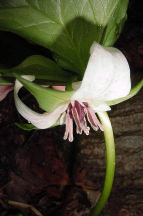 Trillium rugelii closeup