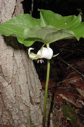 Trillium rugelii