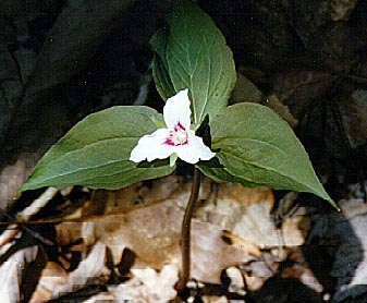 painted trillium