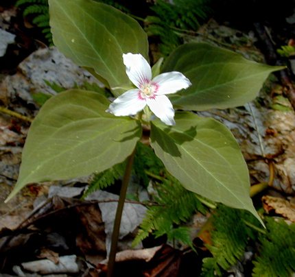 painted trillium