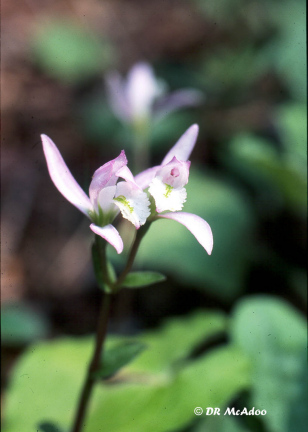 Three Birds Orchid