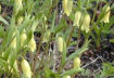 Bellwort