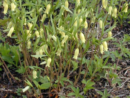 Bellwort