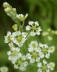 Narrow Leaved Bunchflower