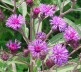 New York Ironweed