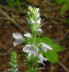 Common speedwell