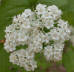 Downy Viburnum