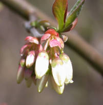 Flower buds