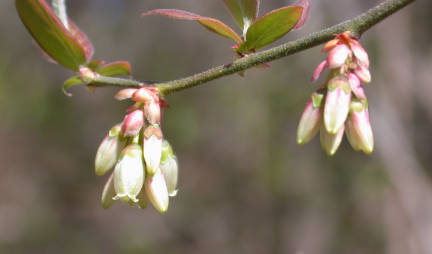 flower clusters