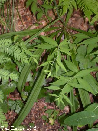 Narrow Leafed Bunchflower
