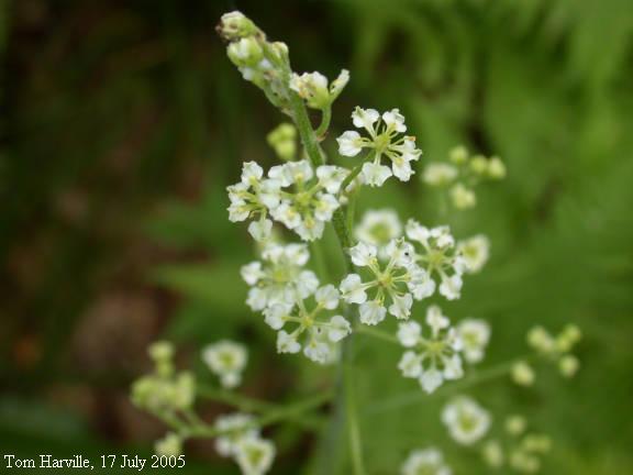 blooms