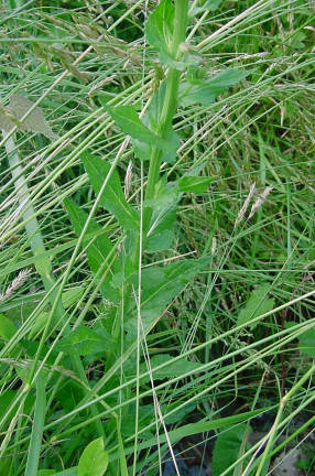 leaves and stem