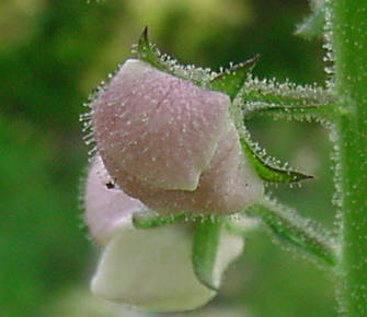 bud