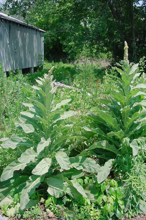 mullein plant