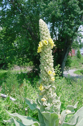 mullein blooms