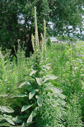 many stalks