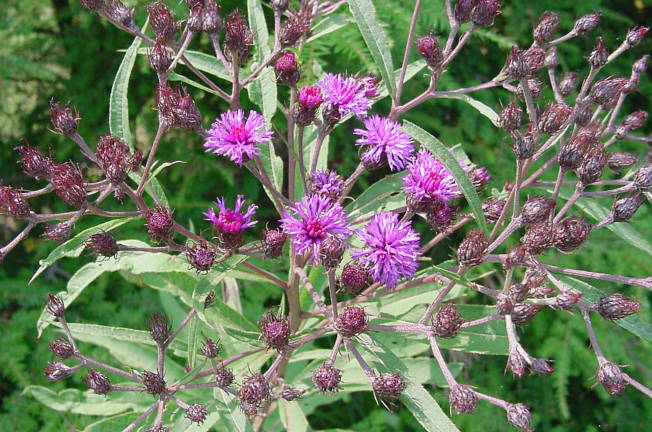 NY ironweed