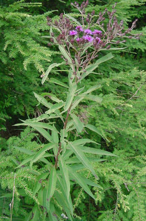 NY ironweed