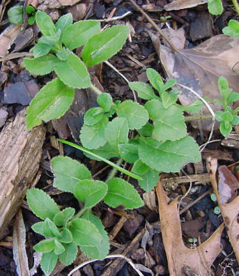 speedwell plant