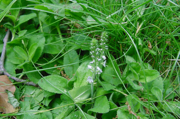 flower stalks
