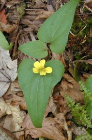 Halberd-leaved Violet