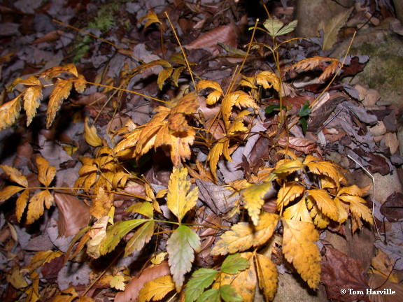 yellowroot in late fall