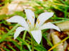 Atamasco lily