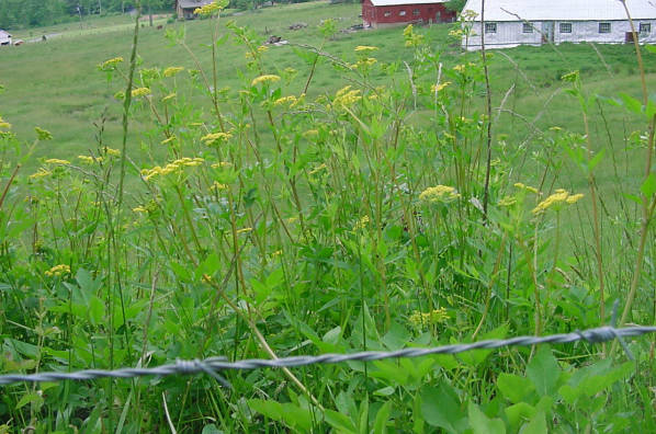 Golden Alexanders