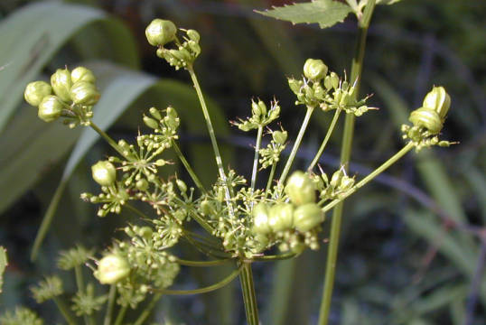 seeds forming